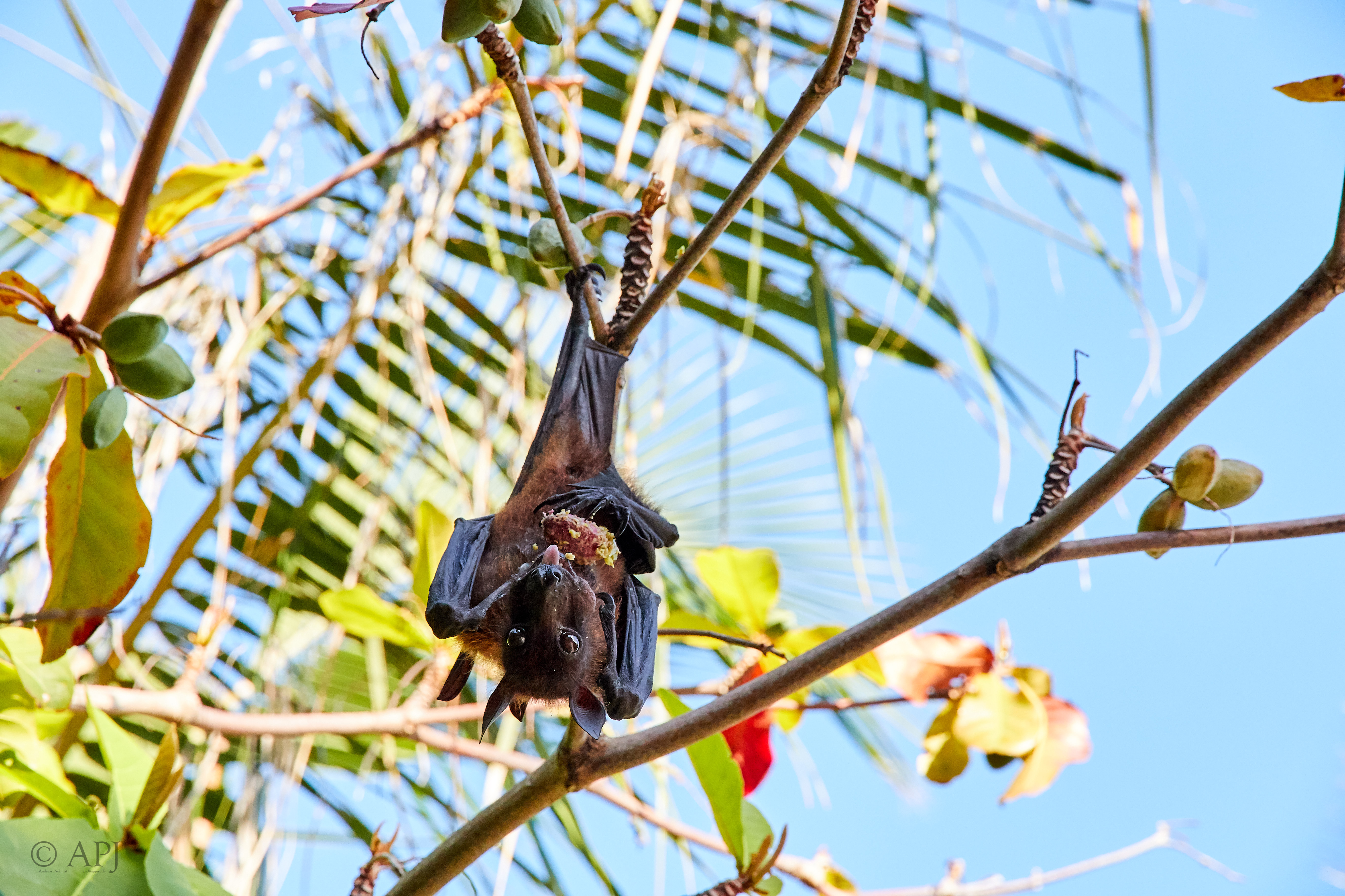 004186 21 08 17  Canon EOS 7D Mark II   Malediven2017